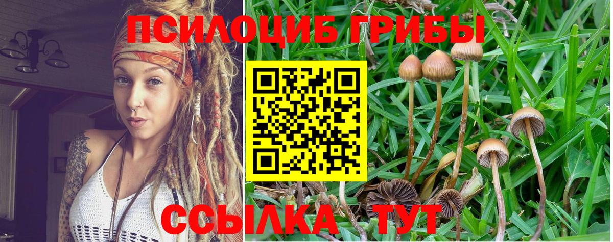 Владикавказ  Псилоцибиновые грибы прущие грибы  Псилоцибиновые грибы ЛСД  сколько стоит  Вход с VPN 
